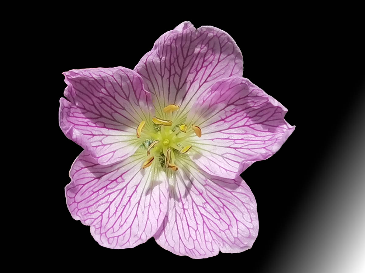 Geranium cinereum photo